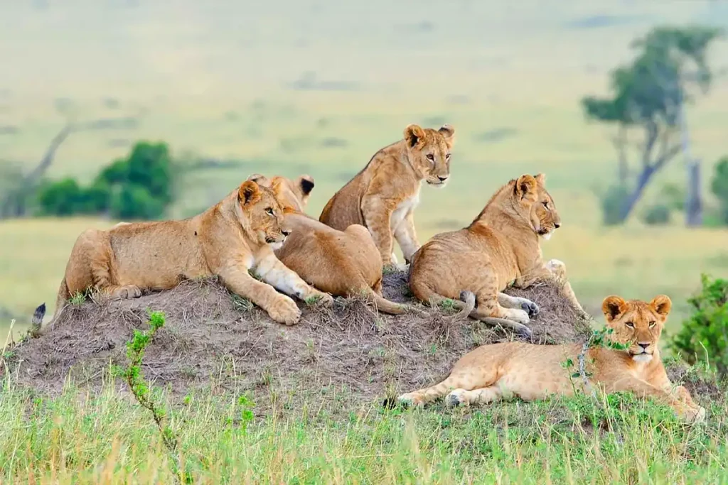 4-Day-Tanzania-Safari-Tarangire-Serengeti-Ngorongoro-Crater-2