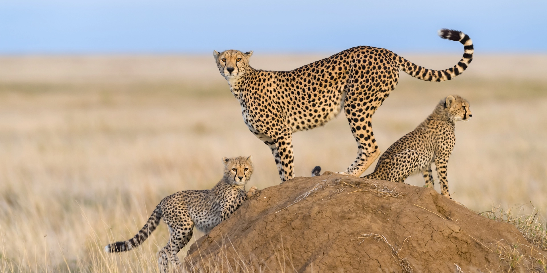 Musabi Plains Serengeti
