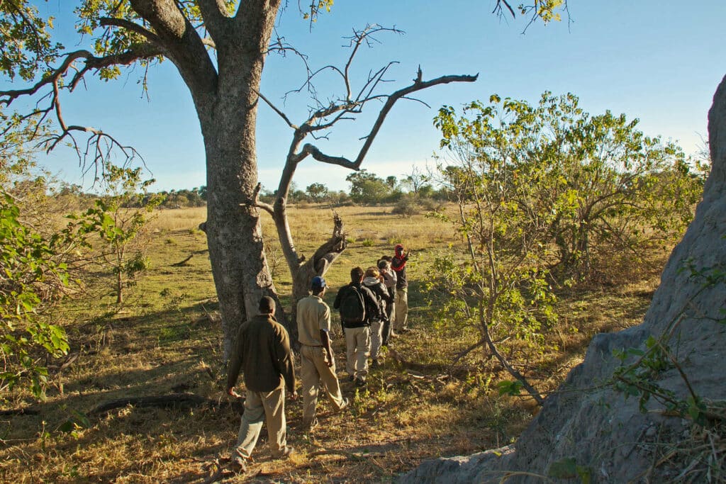 csm oddballs camp bush walk 3267x2178 cf0257776f