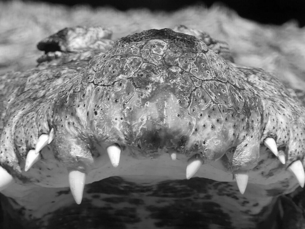 Night Safari Experience in Tanzania — Nocturnal animals Tanzania