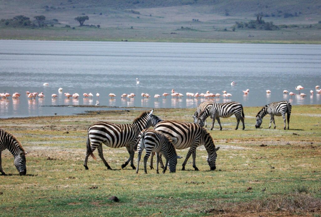 Lake Manyara National Park Guide — Flamingos Lake Manyara