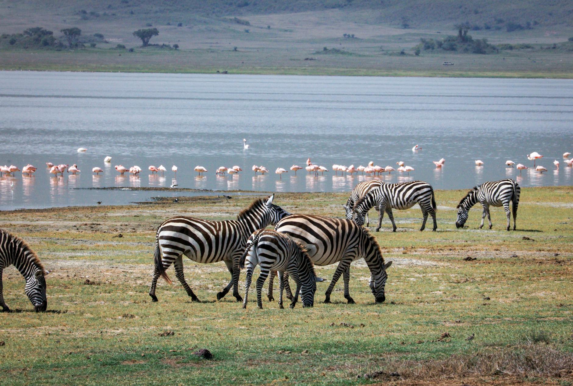 Lake Manyara National Park Guide
