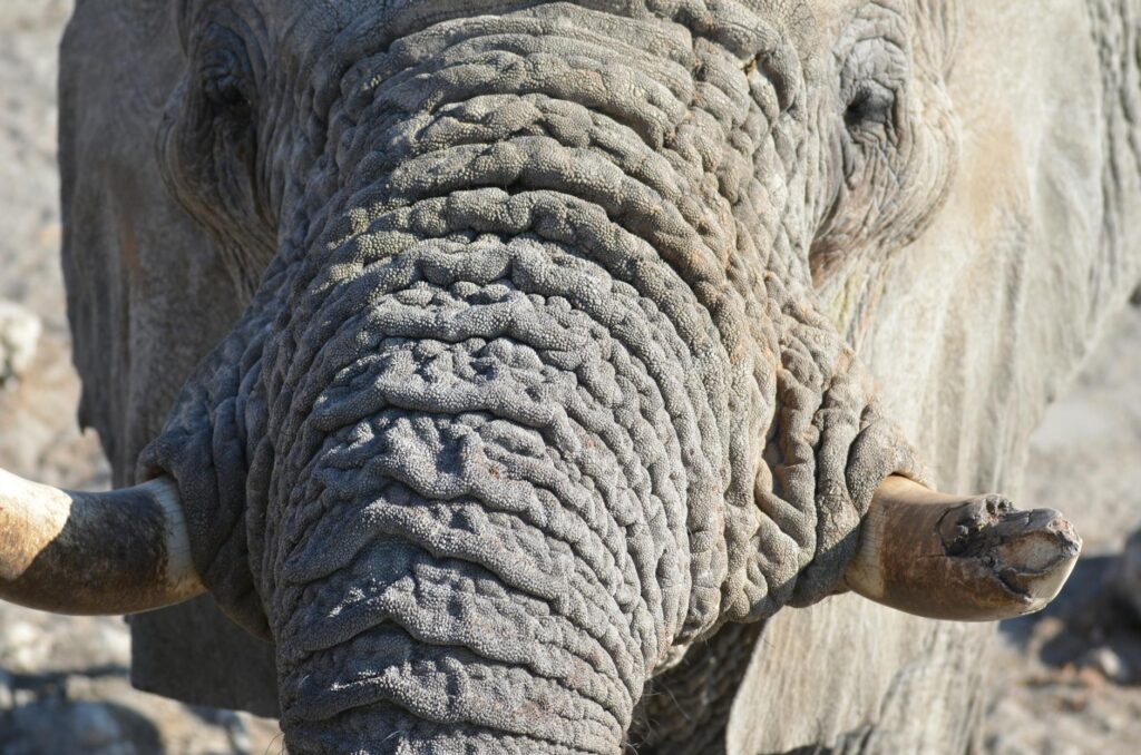 Tanzania Big Five Safari Experience — Elephant close up safari