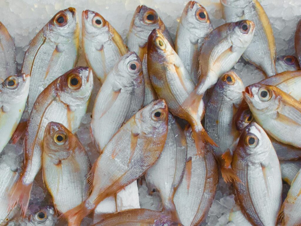 Best Restaurants in Zanzibar — Fresh fish market Zanzibar