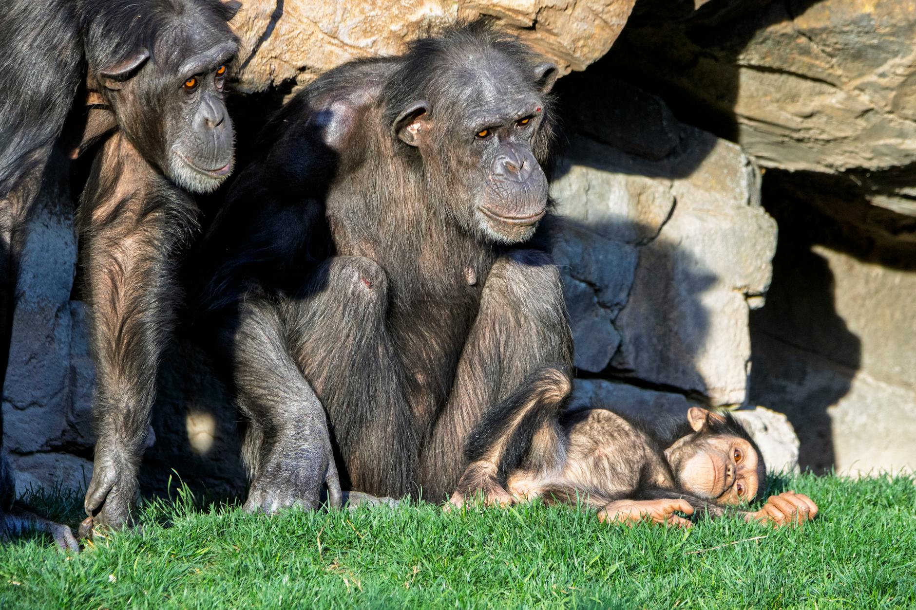 Mahale Mountains Chimpanzee Trekking — Mahale chimpanzee trek