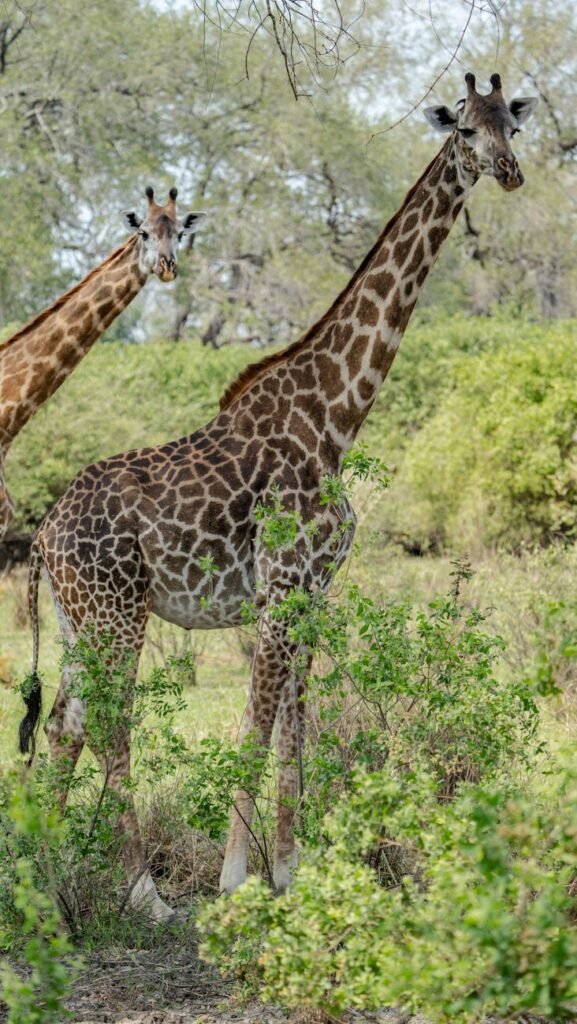 Nyerere National Park Safari Guide 2 Nyerere National Park Safari Guide — Wild dogs Nyerere