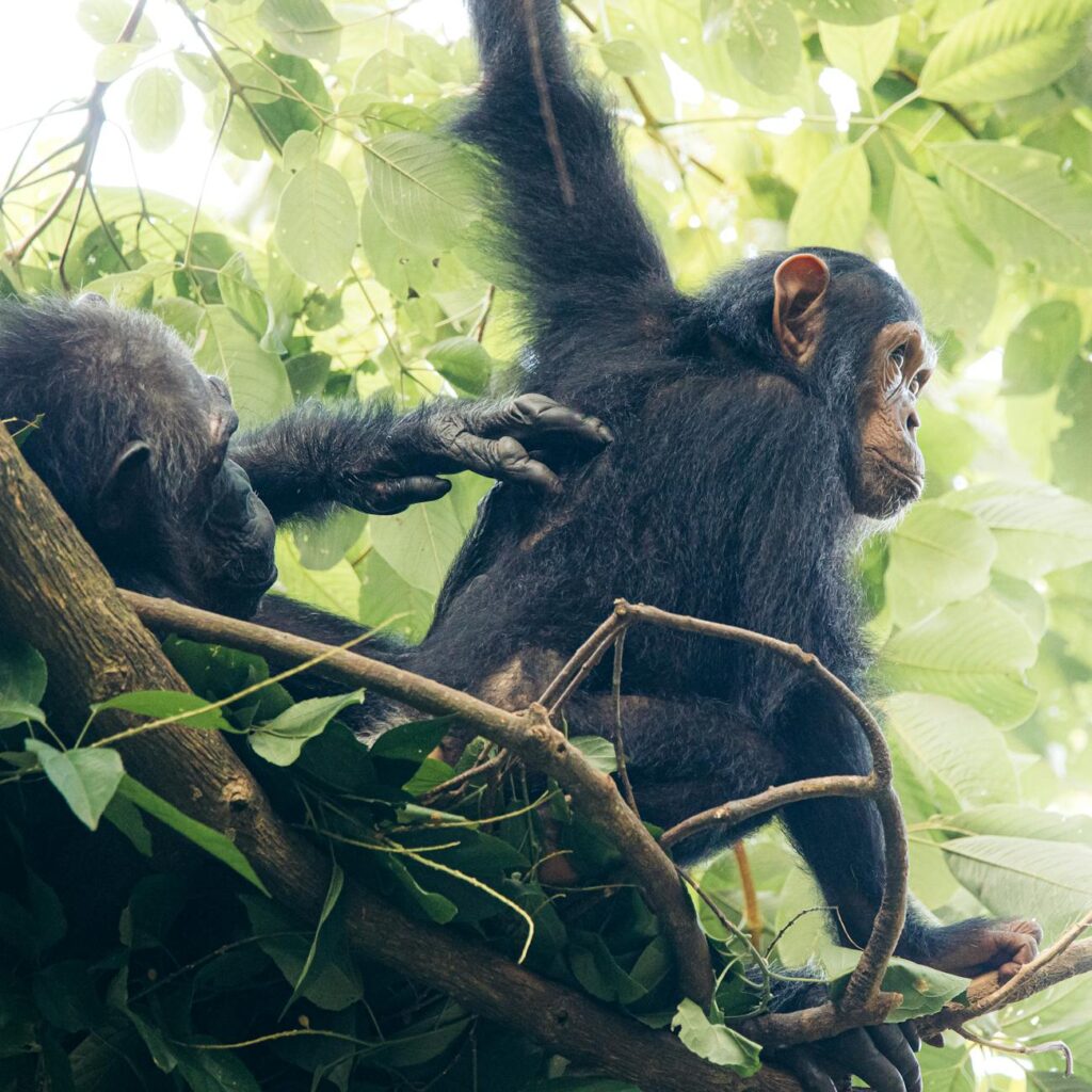Gombe Stream Chimpanzee Safari Guide — Forest trail Gombe