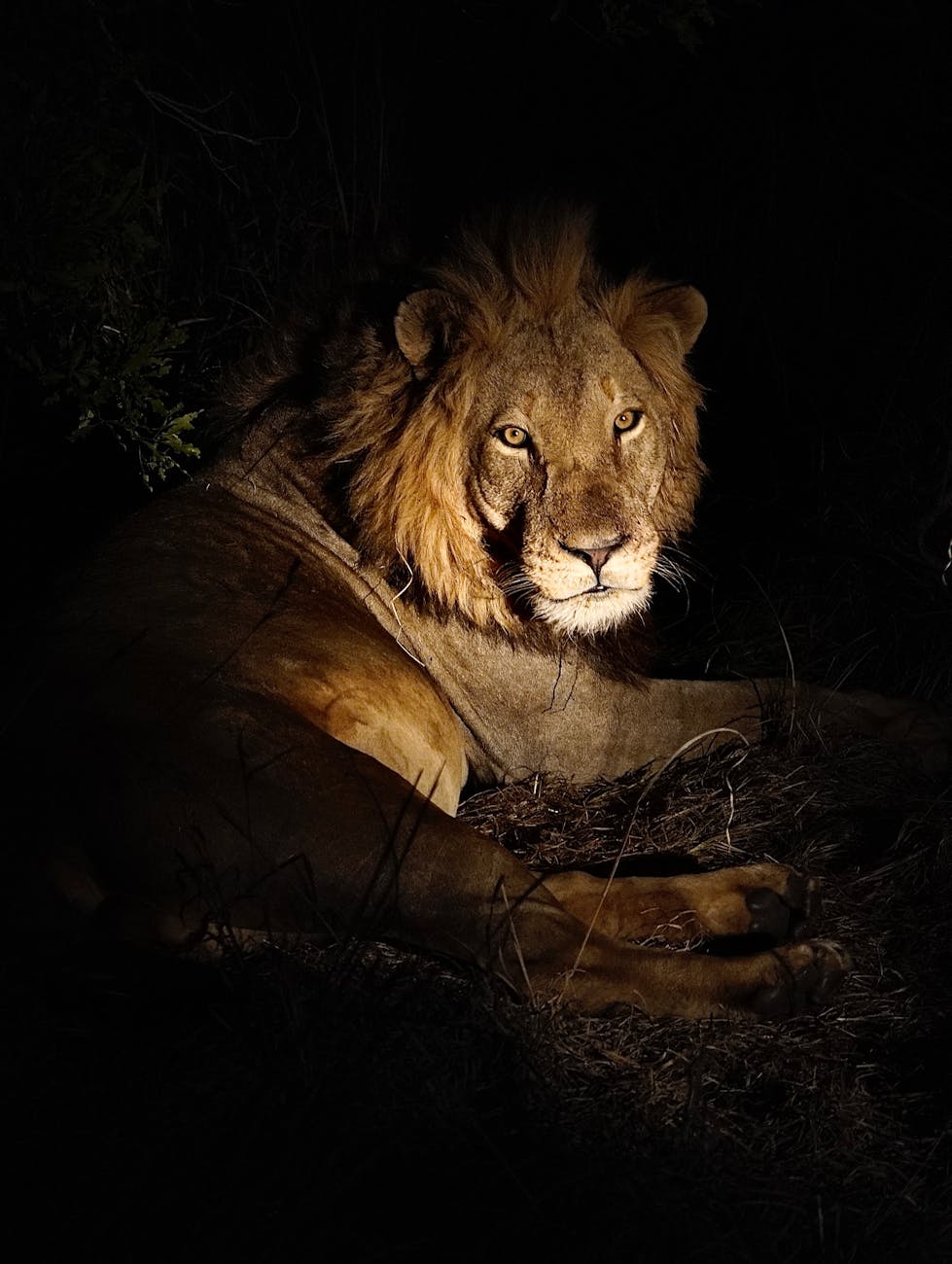 Night Safari Experience in Tanzania