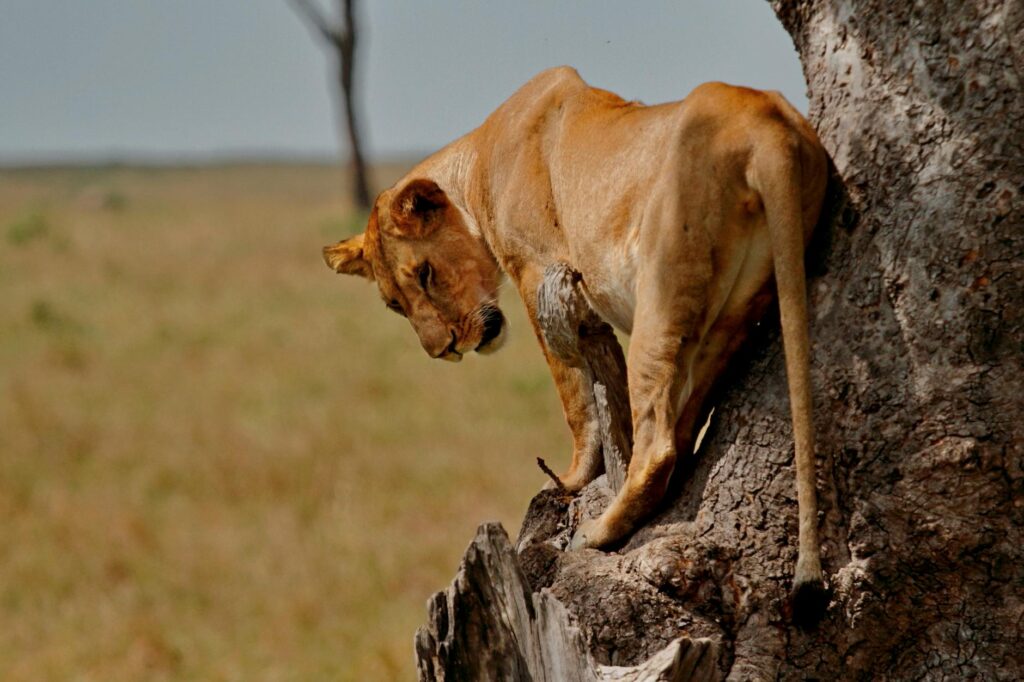 Lake Manyara National Park Guide — Tree climbing lions Manyara