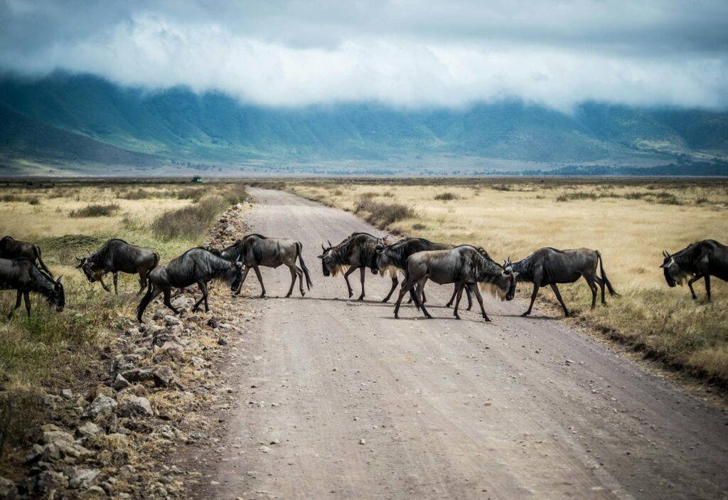 Wildebeest herd Ngorongoro