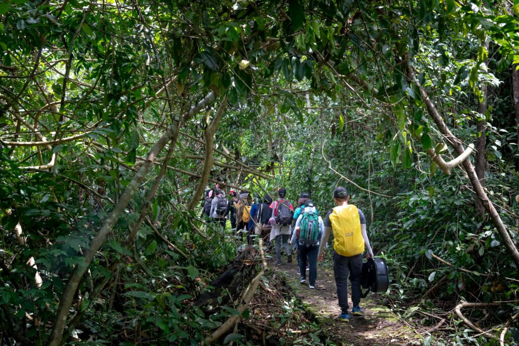 Kilimanjaro Machame Route Guide — Machame route rainforest