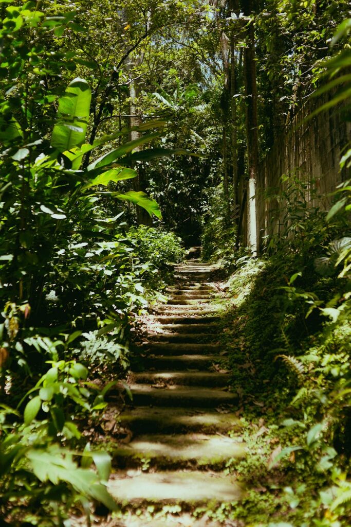 Kilimanjaro Marangu Route Guide — Marangu rainforest trail