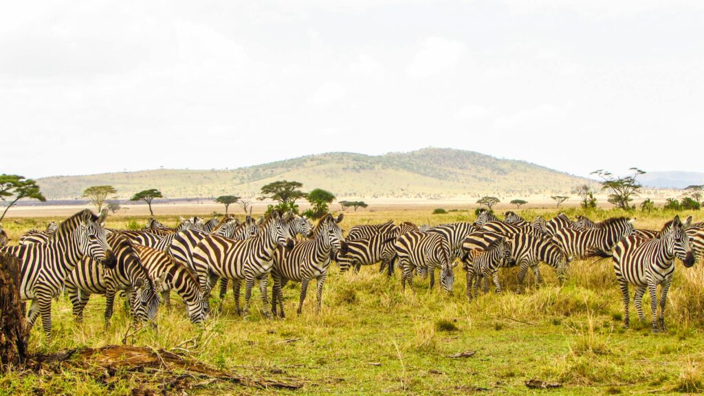 Serengeti Safari Guide for Families — Family camp Serengeti