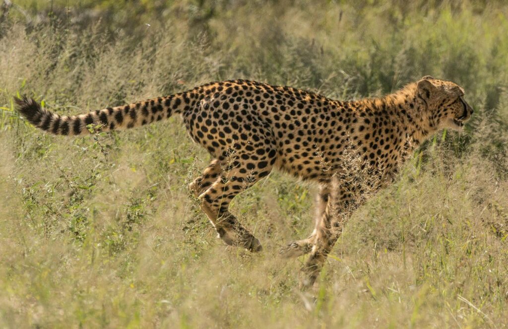 Top 10 Wildlife Sightings in Tanzania — Cheetah running safari