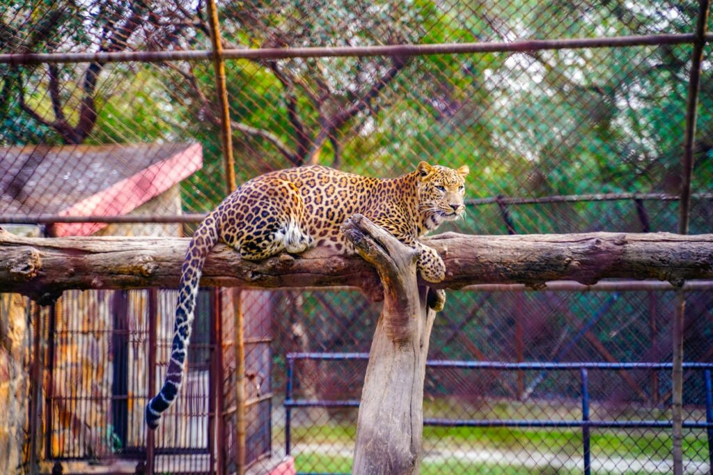 Top 10 Wildlife Sightings in Tanzania — Leopard in tree