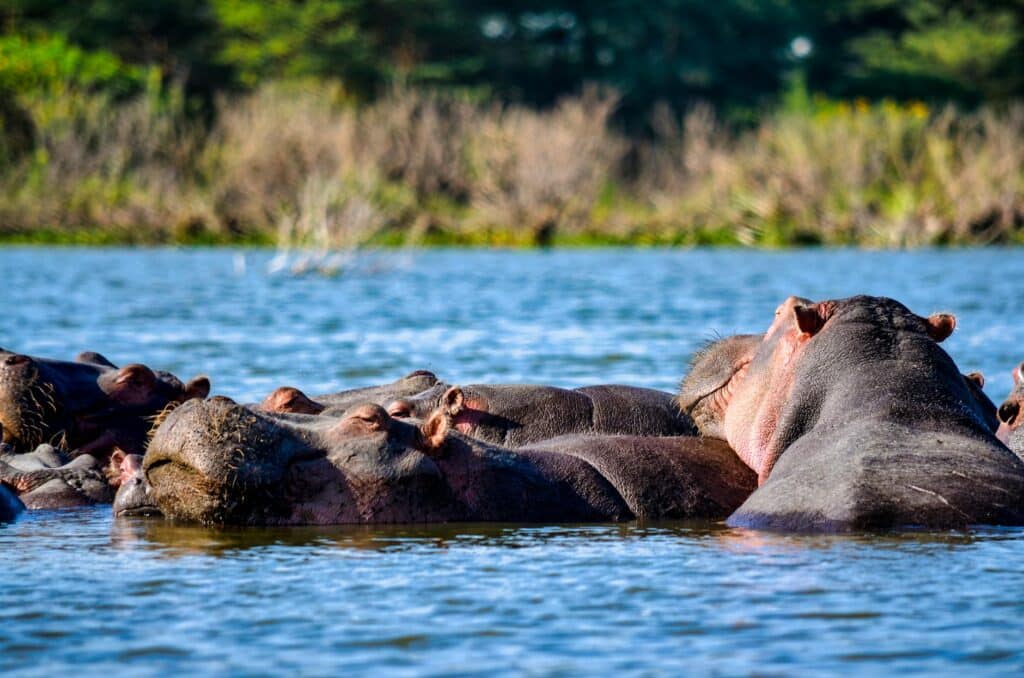 Lake Manyara National Park Guide — Lake Manyara hippos