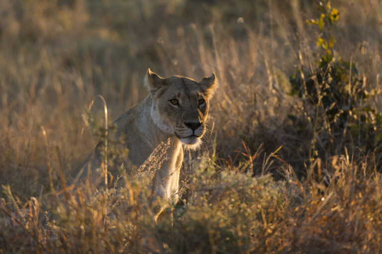 8 Days Tanzania Family Safari
