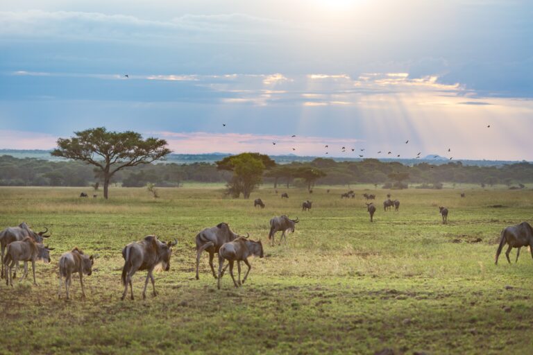 Serengeti Migration & Zanzibar Combo