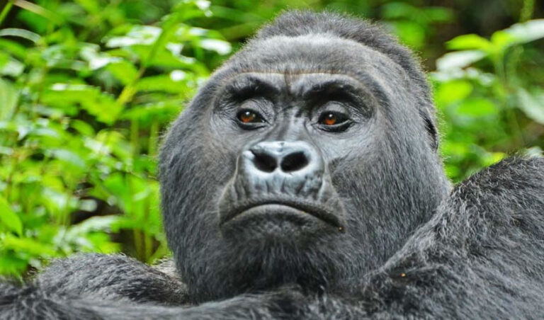 Bwindi Impenetrable Forest